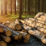 国産材の特長とは?国産材のメリットやデメリットについても徹底解説